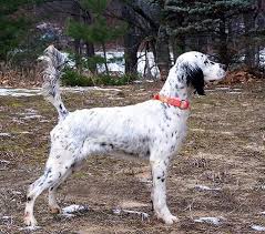 Black And White English Setter Heartland English Setters English Setter Dogs Beautiful Dog Breeds Hunting Dogs