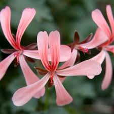 Image result for Pelargonium apetalum