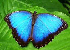 Blue Morpho Butterfly Facts Information Pictures Video Blue Morpho Butterfly Butterfly Facts Rainforest Animals