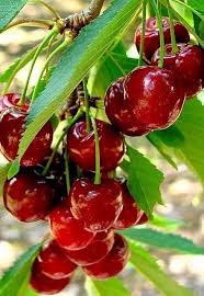 2016 06 08 11 29 13 Beautiful Fruits Fruit Fruit Photography