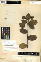 Image result for Dichapetalum madagascariense