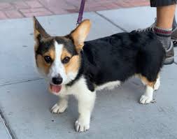 This image titled tricolor pembroke is attached to our article about pembroke welsh corgi dog. Dog Of The Day Frita The Pembroke Welsh Corgi Puppy The Dogs Of San Francisco