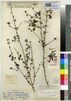 Image result for Tinnea aethiopica