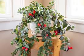 These houseplants with pink leaves create a luxurious look with a touch of femininity in your home. Top Houseplants With Red Flowers