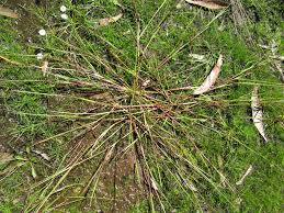 Image result for Panicum gilvum