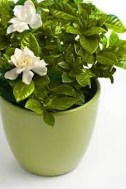 Pin On Gardening