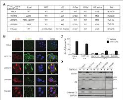 It used to be more common in younger cats who were infected with feline leukemia. Human Colon Cancer Cells With Nuclear Expression Of B Catenin Showed Download Scientific Diagram