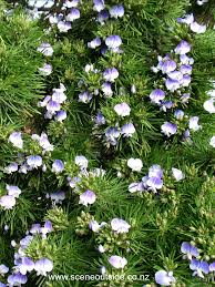 Image result for Psoralea glabra