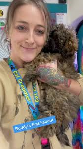 Shihpoo Teddy Bear Cut