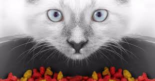 With bones or without bones; What Do I Need To Know To Make My Own Cat Food Los Angeles Times