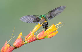 Image result for Chamaecrista wittei