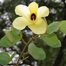 Image result for Bauhinia macrantha