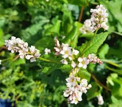 Image result for Fagopyrum esculentum