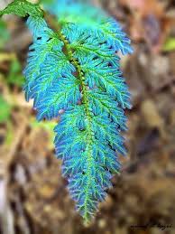 Image result for Selaginella cathedrifolia