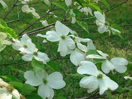 Appalachian Spring Dogwood Highly Disease Resistant What Grows There Hugh Conlon Horticulturalist Professor Lecturer And Gardener