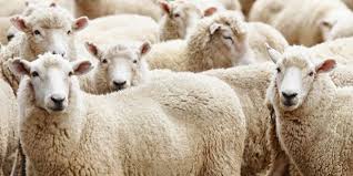 Muftu Uyardi Bu Kurbanliklar Haram Sheep Animals Farm Animals