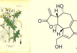 Image result for Blainvillea gayana