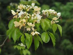 Image result for Crateva