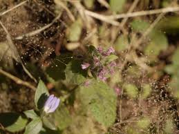 Image result for Blumea axillaris
