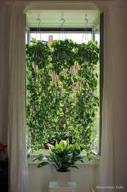 Pothos Curtain Bing Images Hanging Plants Indoor Indoor Vines Indoor Plants