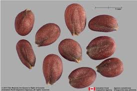 Image result for Cheirostylis lepida