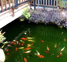 Koi Pond At Japanese Restaurant Business For Sale In Gainesville Florida Adaptable To Other Menus Formats Www Eyemark Gainesville Florida Koi Pond Florida