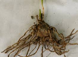 Image result for Ophioglossum gomezianum