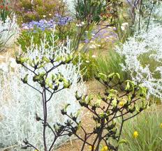 Angus Stewart Online Gardening Tips Advice And Online Videos Australian Native Plants Garden Plants Design Native Garden