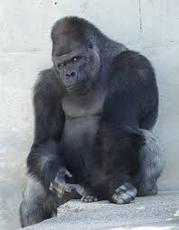 Shabani An 18 Year Old Silverback Gorilla Who Tips The Scales At Around 180 Kilograms 400 Pounds Has Become The Star Att Gorilla Silverback Gorilla Animals