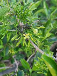 Image result for Pavetta gardeniifolia