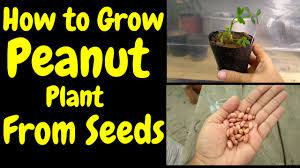 How To Grow Peanut Plant From Seed Moongphali Ko Kis Trha Grow Krain Youtube Seeds Growing Peanuts Plants