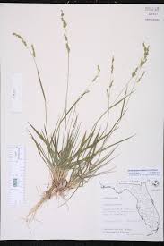 Image result for Steinchisma