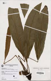 Image result for Elaphoglossum macropodium