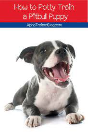 Potty training a pit bull. How To Potty Train A Pitbull Puppy Don T Worry It S Easy Alpha Trained Dog