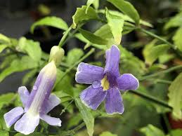 Image result for Thunbergia
