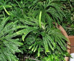 Image result for Lycopodium