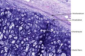 A yellowish flexible cartilage having the matrix infiltrated in all directions by a network of elastic fibers and occurring chiefly in the external ear, eustachian tube. Cartilage Sac Scientist Cindy