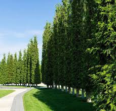 Image result for Hetaeria occidentalis