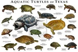 Freshwater Turtles Of Texas Art Print Field Guide Map