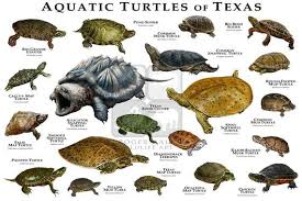 freshwater turtles of texas art print field guide map