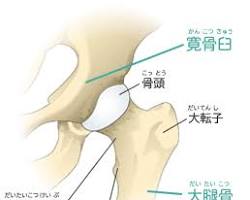 股関節の構造の画像