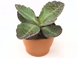 Image result for Kalanchoe marmorata
