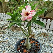 Wedding planning service · bridal shop. Pokok Bunga Adenium Viral Murah Segar Shopee Malaysia