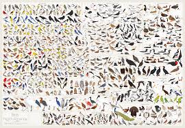 North America Bird Identifier By Picture Birds Of North America Bird Poster Bird Species Birds