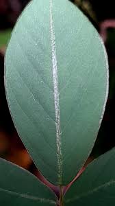 Image result for Pycnospora