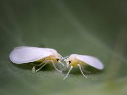 How do you do pest control at home? First Known Gene Transfer From Plant To Insect Identified