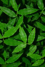 Image result for Oplismenus compositus