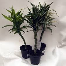 Image result for Dracaena sanderiana