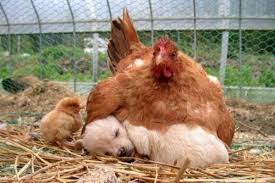 A Hen Snuggling A Puppy Y All Unlikely Animal Friends Animals Friendship Animals Friends