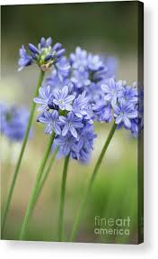 Image result for Agapanthus campanulatus